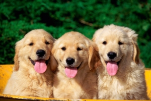 Cute Dogs9806311681 300x200 - Cute Dogs - Lovely, Dogs, Cute